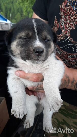 Собака в добрые руки отдам бесплатно