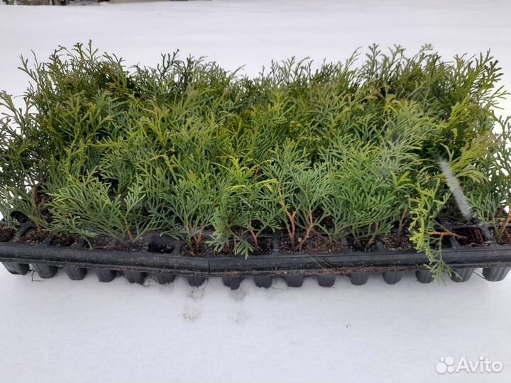 Туя смарагд,даника,сосна горная пумилио,ель