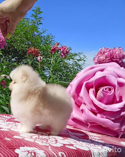 Мальчики мини