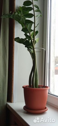 Замиокулькас