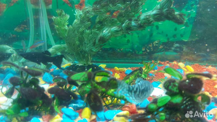 Аквариум 43 литра
