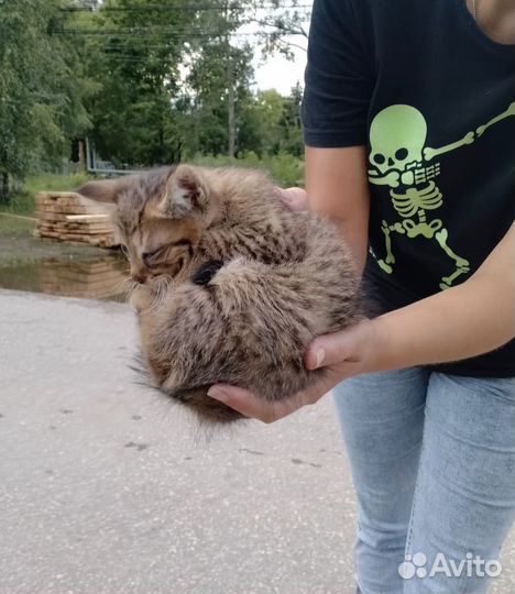 Маленькие котятки ищут свой дом