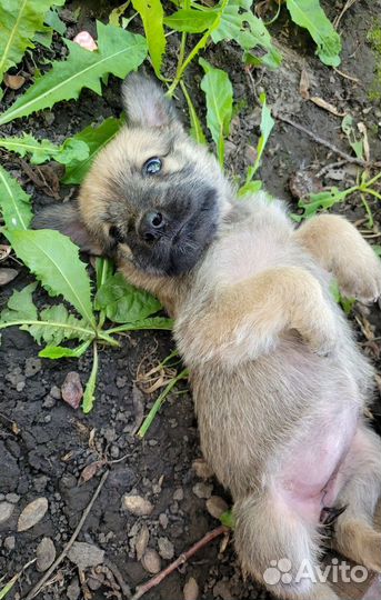 Отдам щенка в надёжные руки