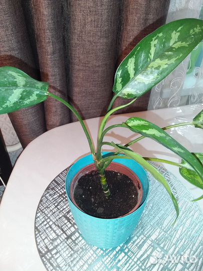 Замиокулькас,пилея.аглаонема Страйс и Мария