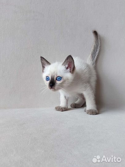 Тайские котята (сиамские старого типа)