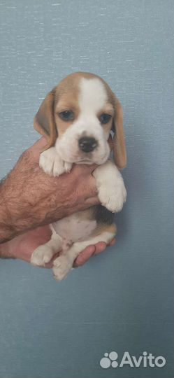 Бигль щенки