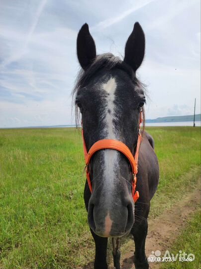 Жеребец 2.3года