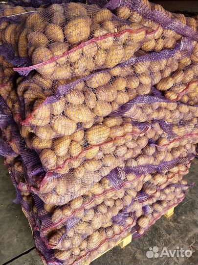 Картофель оптом. Урожай 2023 года