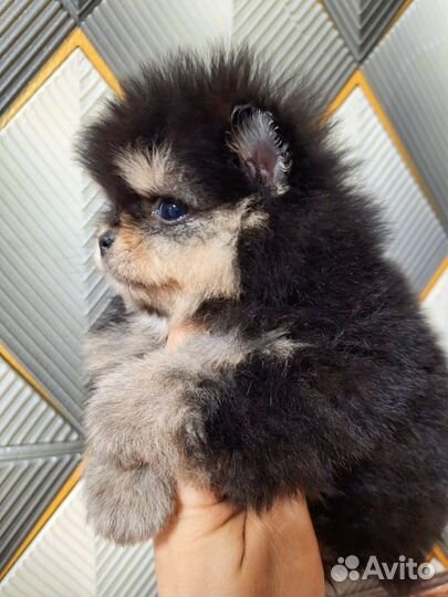 Померанский шпиц медвежьего типа девочка