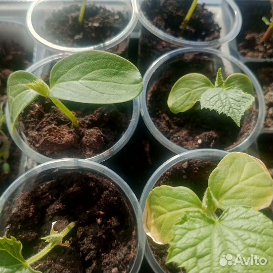 Рассада балконных помидор