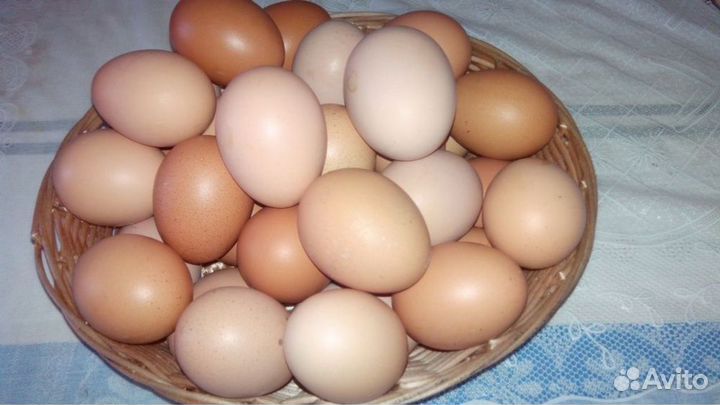 Домашние куриные яйца