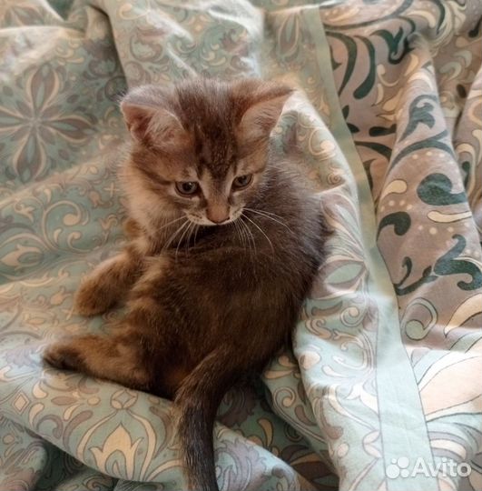 Кошечка в добрые ручки