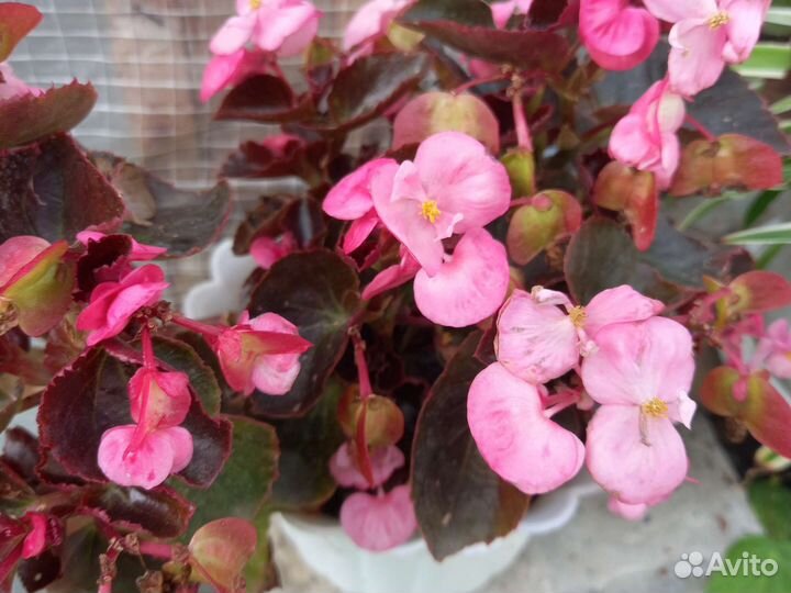 Бегония вецноцветущая, портулак вегетативный