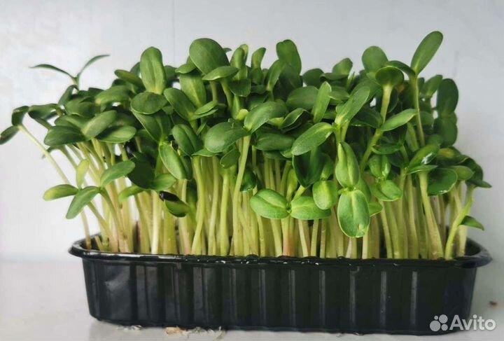 Микрозелень оптом и в розницу