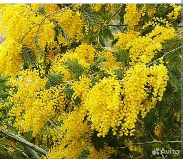 Мимоза классическая жёлтая саженцы 80см. В горшках