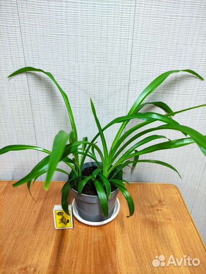 Хлорофитум