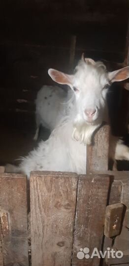 Продам козу и козлят