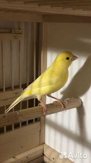 Кенары певчий