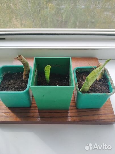 Сансевиерия полосатая