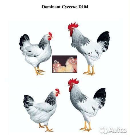 Яйцо лучшей несушки Доминант