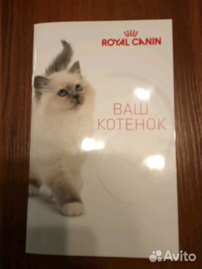 Ваш котенок