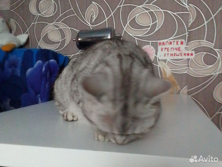 Кот шотландец