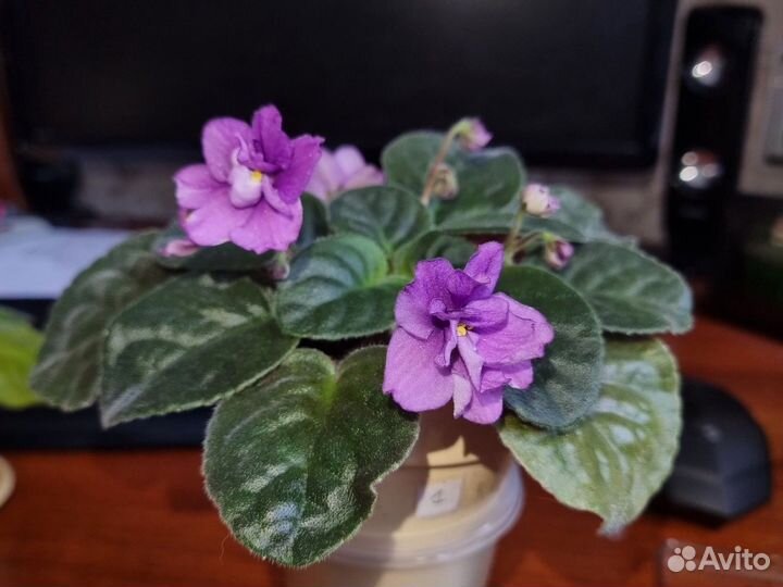 Фиалка в горшках Кайеркан