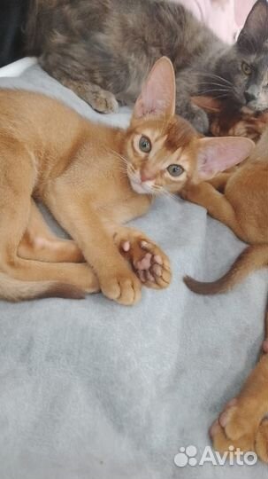 Котята с документами