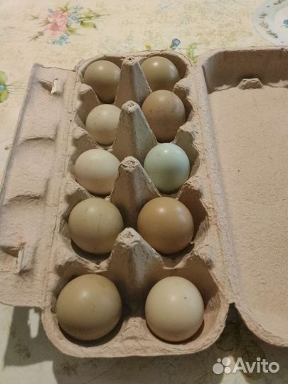 Яйцо фазана