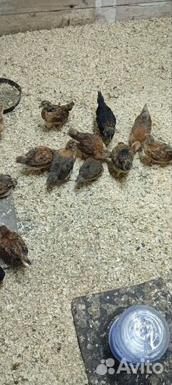 Цыплята кучинской юбилейной породы