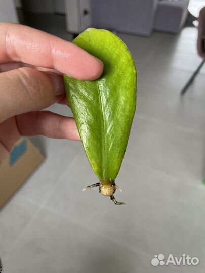 Замиокулькас