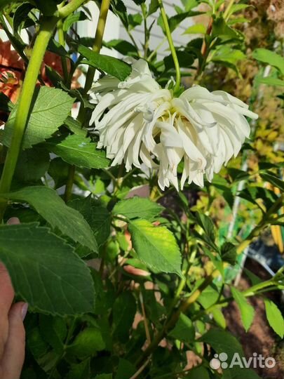 Георгины клубни. Бесплатно