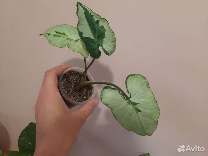 Сингониум Три сорта