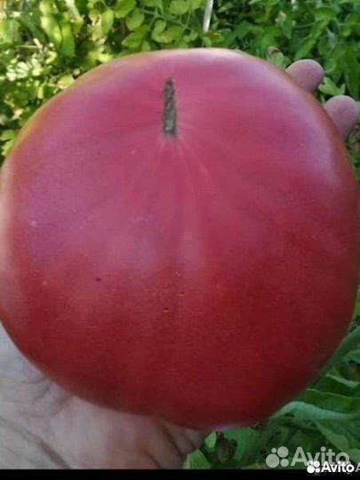 Семена домашних помидор из СССР красные и розовые