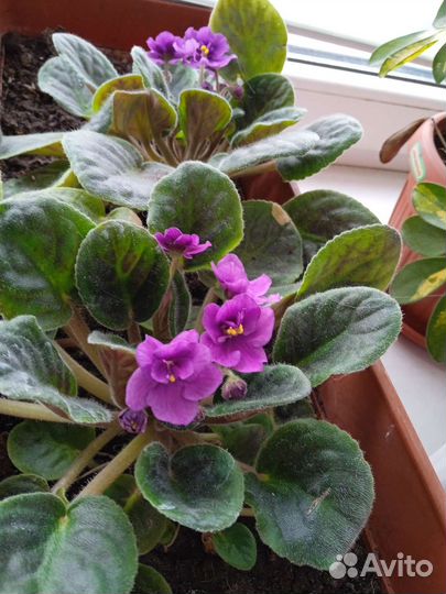 Комнатные цветы