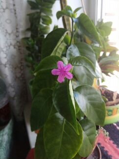 Ruellia solitaria Vell. (редкий вид)