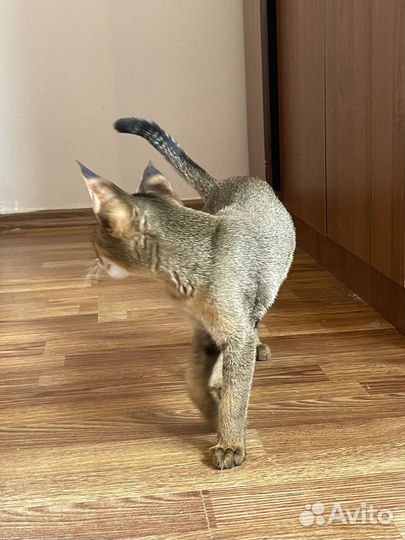 Чаузи ф1 65 камышового кота