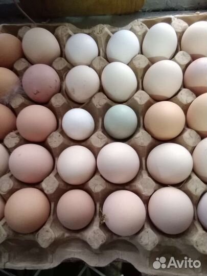 Инкубационное яйцо