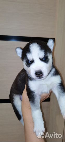 Щенки сибирский хаски