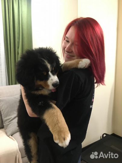 Передержка собак