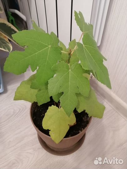 Инжир комнатный