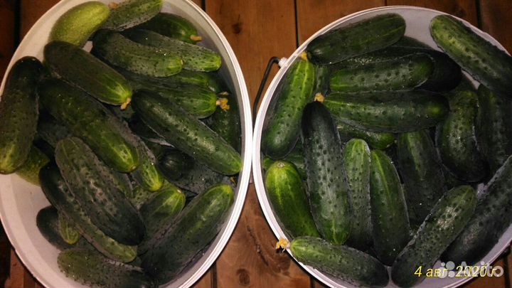Огурцы домашние