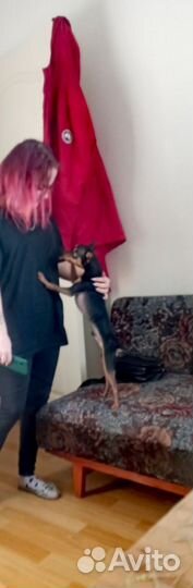 Вязка Той-терьер мальчик