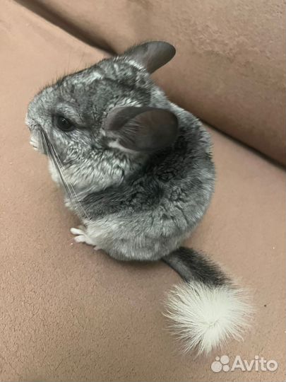Шиншилла с витриной