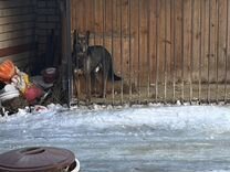 Ремонт погрызанной мебели собакой