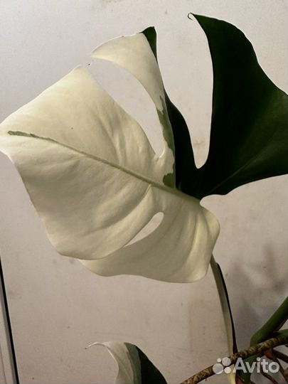 Монстера альба луна