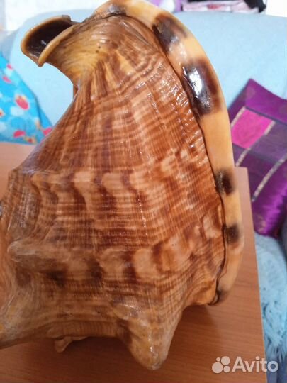 Ракушка высота 19 см