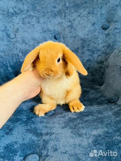 Кролик мини карликовый
