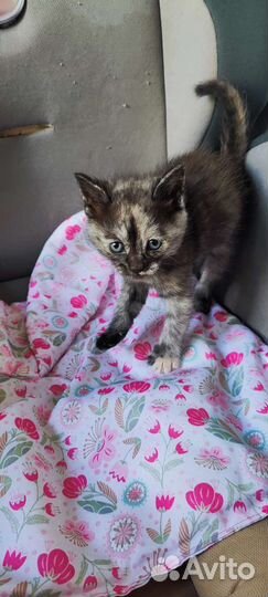 Котята бесплатно