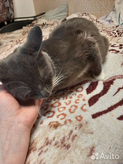 Кошка